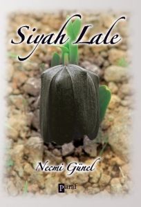 Siyah Lale                                                                                                                                                                                                                                                     